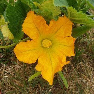 Meet your Posher, Minnie